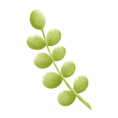 green leaf isolated on white