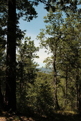 forest in the morning, tall tree