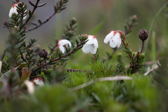 Cassiope flowers at the Independence Mine State Historical Park on a summer day in Alaska.