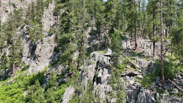 Drone flying above tall evergreen trees along the Sheridan Lake trail in the Black Hills of South Dakota.