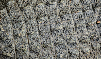 Background: Crocodile skin is dark black. The pattern on the crocodile skin is sharp and highly detailed.	