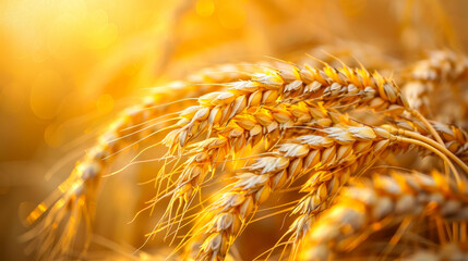 Golden Wheat Field Closeup at Sunset, Ears of Wheat in Warm Sunlight, Harvest Season Concept for Agriculture and Farming