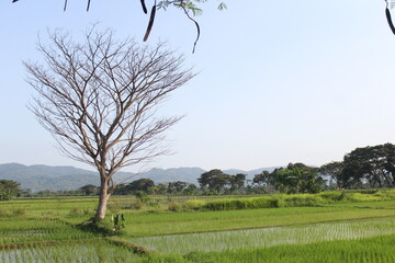Dry Tree in Fertile Soil