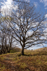 the beginning of autumn, walks in the highlands, panoramic views and the seasonal state in nature and the colors of autumn