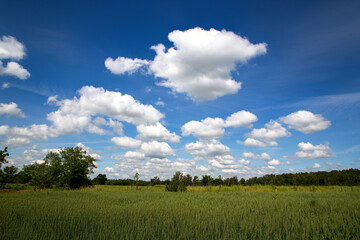 Majestic wheat field, fluffy clouds above, tranquil countryside scene