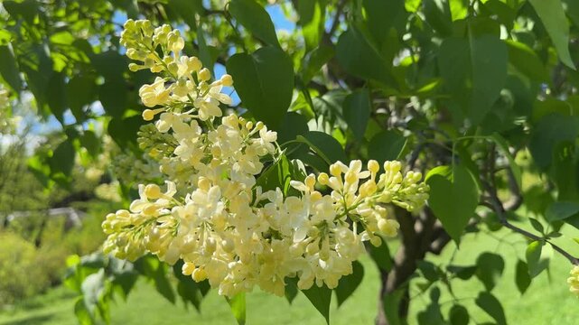 Lilacs Yellow primrose lilac flowers in the garden.
