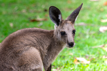 A young Grey Kangaroo with grass background