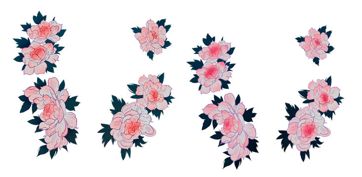 Japan Peony flowers drawing clip art design element pink black white hand drawn floral illustration line wedding tattoo style black contour Set of botanical flowers chrysanthemums peonies hand drawn