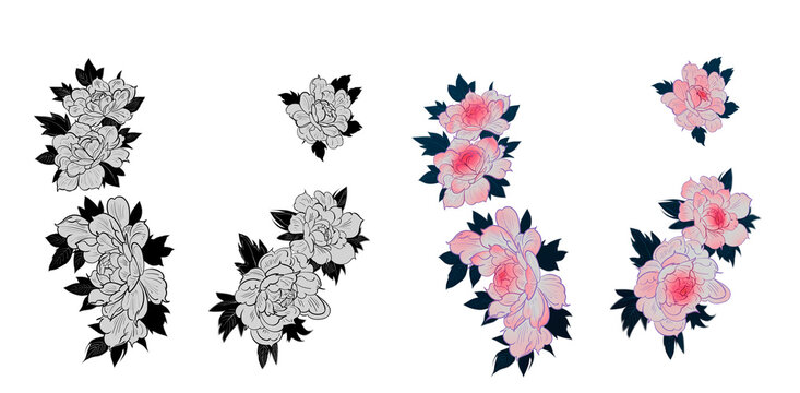 Japan Peony flowers drawing clip art design element pink black white hand drawn floral illustration line wedding tattoo style black contour Set of botanical flowers chrysanthemums peonies hand drawn