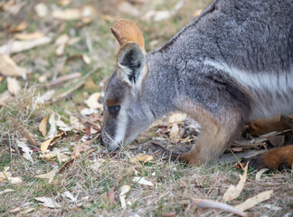 Australian kangaroo, yellow-footed rock wallaby. Cute animal in nature. Close-up
