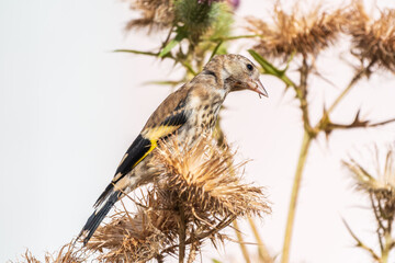 European goldfinch with juvenile plumage, feeding on the seeds of thistles. Carduelis carduelis.
