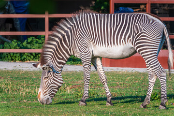 Grevy's zebra, lat Equus grevyi, also known as the imperial zebra eats green grass.