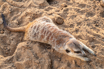 Obraz premium Meerkat suricatta family wildlife picture.