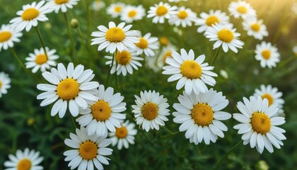 Daisy Field in Sunlight