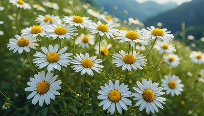 Fototapeta premium Daisy Field in the Mountains