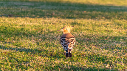 Eurasian hoopoe or Common hoopoe (Upupa epops) bird close-up on natural green grass background © Dmitrii Potashkin