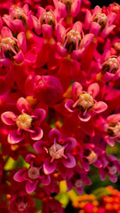 red and pink petals