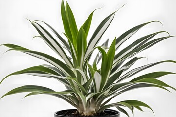 Obraz premium Dracaena fragrans tornado plant in pot plain background, AI Generated