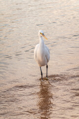Great egret (Ardea alba), a medium-sized white heron fishing on the sea beach