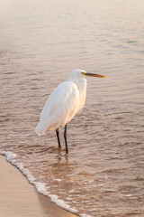 Great egret (Ardea alba), a medium-sized white heron fishing on the sea beach