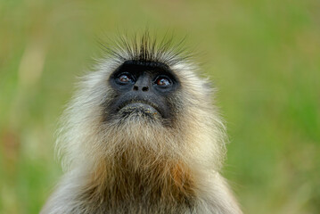 Langur monkeys are protective of their young, often seen cradling or carrying them. Young langurs stay close to mothers, learning and playing actively.