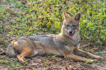 Golden jackals are adaptable canids found in Asia and Africa, known for their opportunistic feeding...