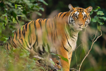 Tigers in tropical and subtropical forests, such as those in India, often have a bright orange coat with black stripes. This coloration helps them blend into the dappled sunlight and dense vegetation. © Venturing into wild