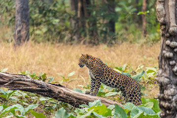 An elusive Indian leopard prowled, its golden coat blending seamlessly with the camouflage of tall grass. With stealth, it stalked its prey, a silent ghost in the wilderness.