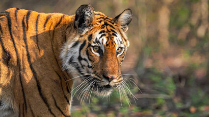 Tigers in tropical and subtropical forests, such as those in India, often have a bright orange coat with black stripes. This coloration helps them blend into the dappled sunlight and dense vegetation.