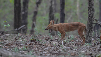
The Asiatic wild dog,  dhole is a social and nimble predator with a reddish coat, famous for its collaborative hunting in dense forests.