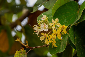 Bauhinia vahlii flowers are fragrant and white, blooming in clusters. They have five petals and...