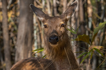 Sambar deer are large, nocturnal herbivores with distinctive antlers and a shaggy coat, found in...