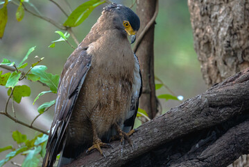 Common birds of South India include Indian peafowls, house sparrows, crows, mynas, parakeets, drongos, kingfishers, sunbirds, egrets, and bulbuls, thriving in diverse habitats.