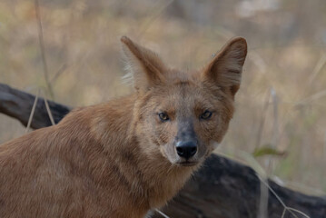 
The Asiatic wild dog,  dhole is a social and nimble predator with a reddish coat, famous for its collaborative hunting in dense forests.
