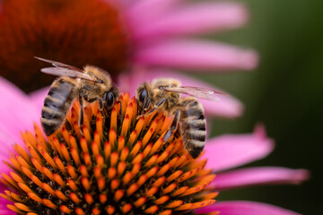 Two bees harvesting pollen on a coneflower (Echinacea) with pink petals in full bloom