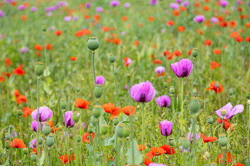 A meadow with many poppy blossoms (papaver) and capsules