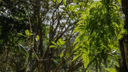 A fern grows on the trunk of a tree. The green carved leaves are illuminated by the sun. The soft background is tropical vegetation. Malaysia