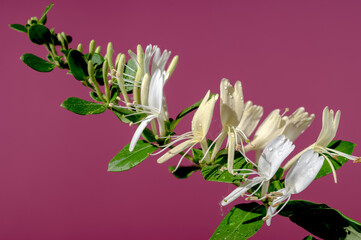 Blooming decorative honeysuckle on a pink background