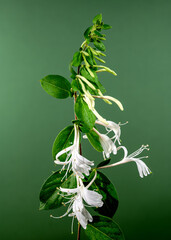 Blooming decorative honeysuckle on a green background