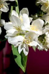 Obraz premium Blooming white jasmine flower on a red background
