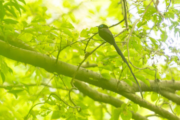 japanese paradise flycatcher in a forest