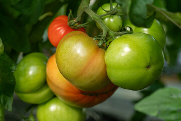 beautiful tomatoes on the bush