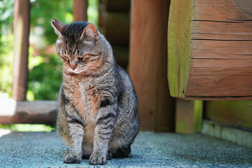 座りながら寝てしまう猫