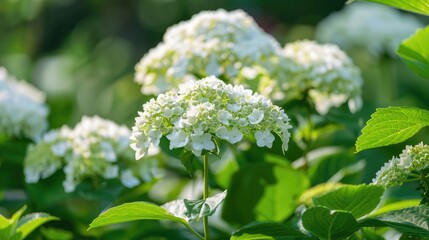 Common Hortensia Hydrangea arborescens White tiny flowers in the garden Summer season