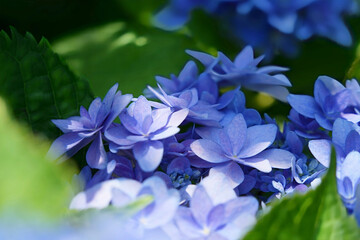 幻想的なアジサイ