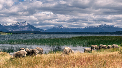 Flock of sheep grazing peacefully on the coast of Lake Rosario. Trevelin, Patagonia Argentina
