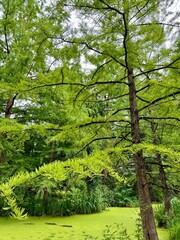 Obraz premium Pine tree sequoia in the forest with green leaves on the branches in park. Arboretum at Poland.