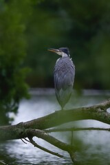 great blue heron