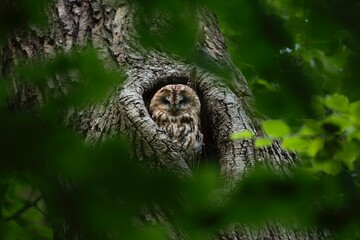 Tawny owl