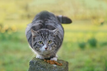 a beautiful  tabby cat sits on a stone peel and eats cat pellets